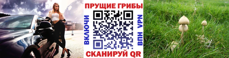 Псилоцибиновые грибы Psilocybe  Корсаков 
